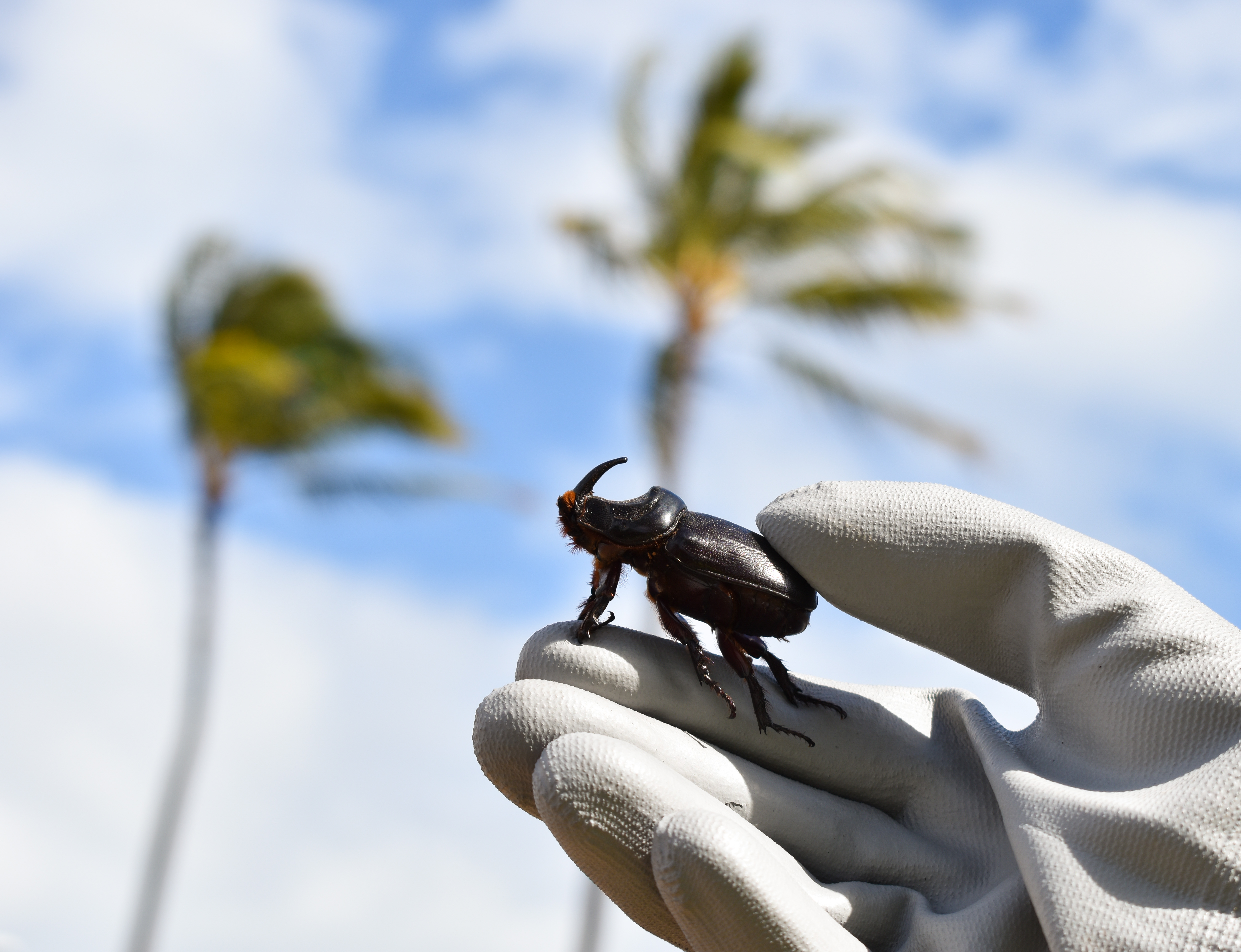 Coconut Rhinoceros Beetle