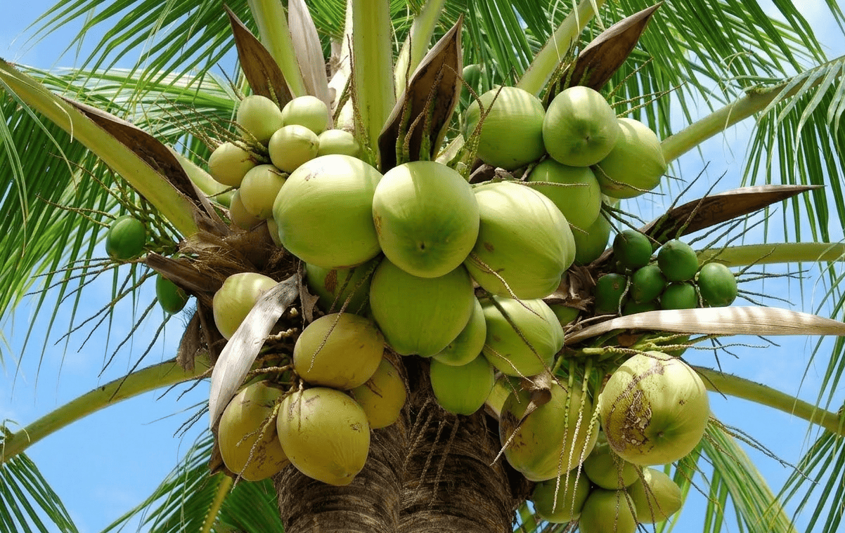 Sacred coconut palm tree silhouette against Hawaiian sunset